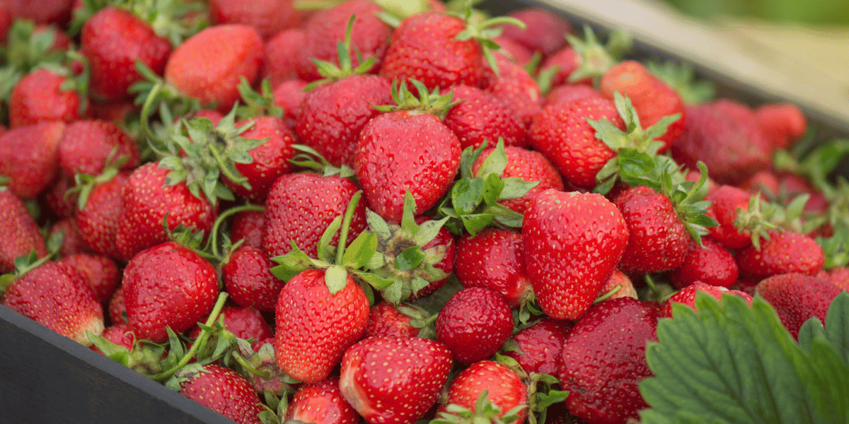 Up close photo of strawberries
